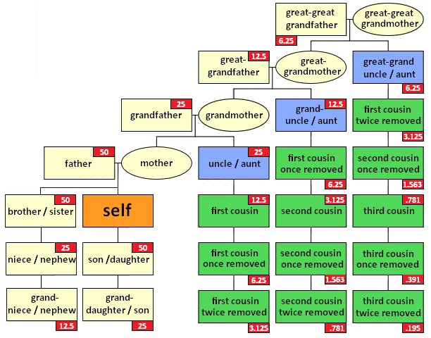 What is a Second Cousin DNA Match? - Who are You Made Of?