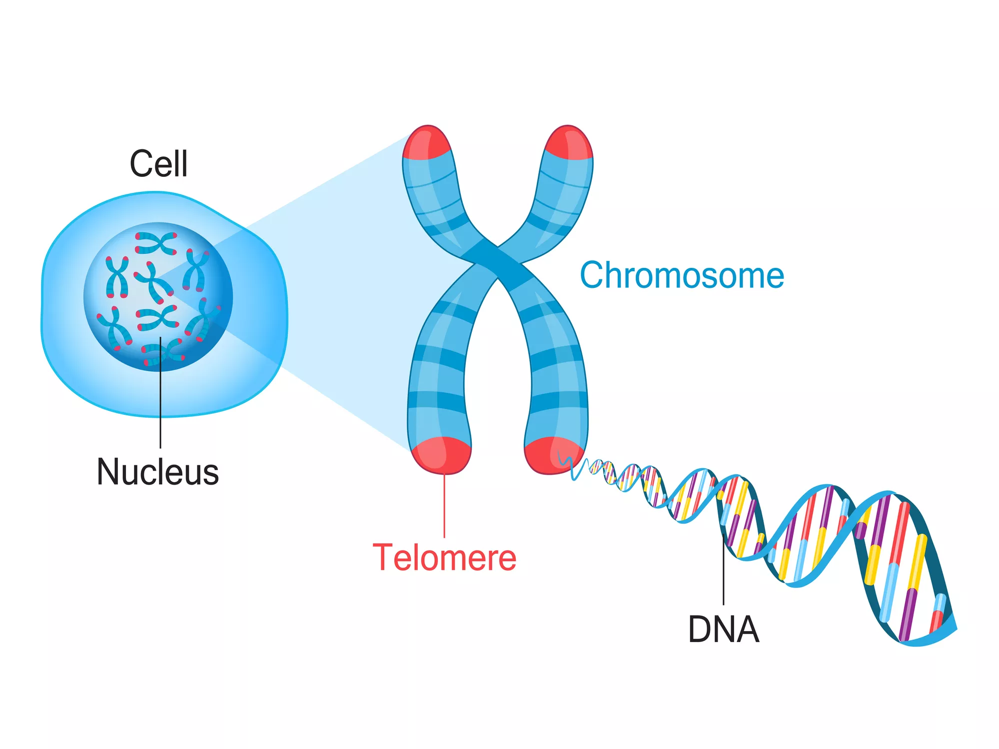 Dna And Chromosomes Analogy Worksheet