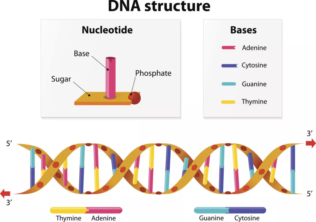 How Does DNA Matching Work? - MyHeritage Knowledge Base