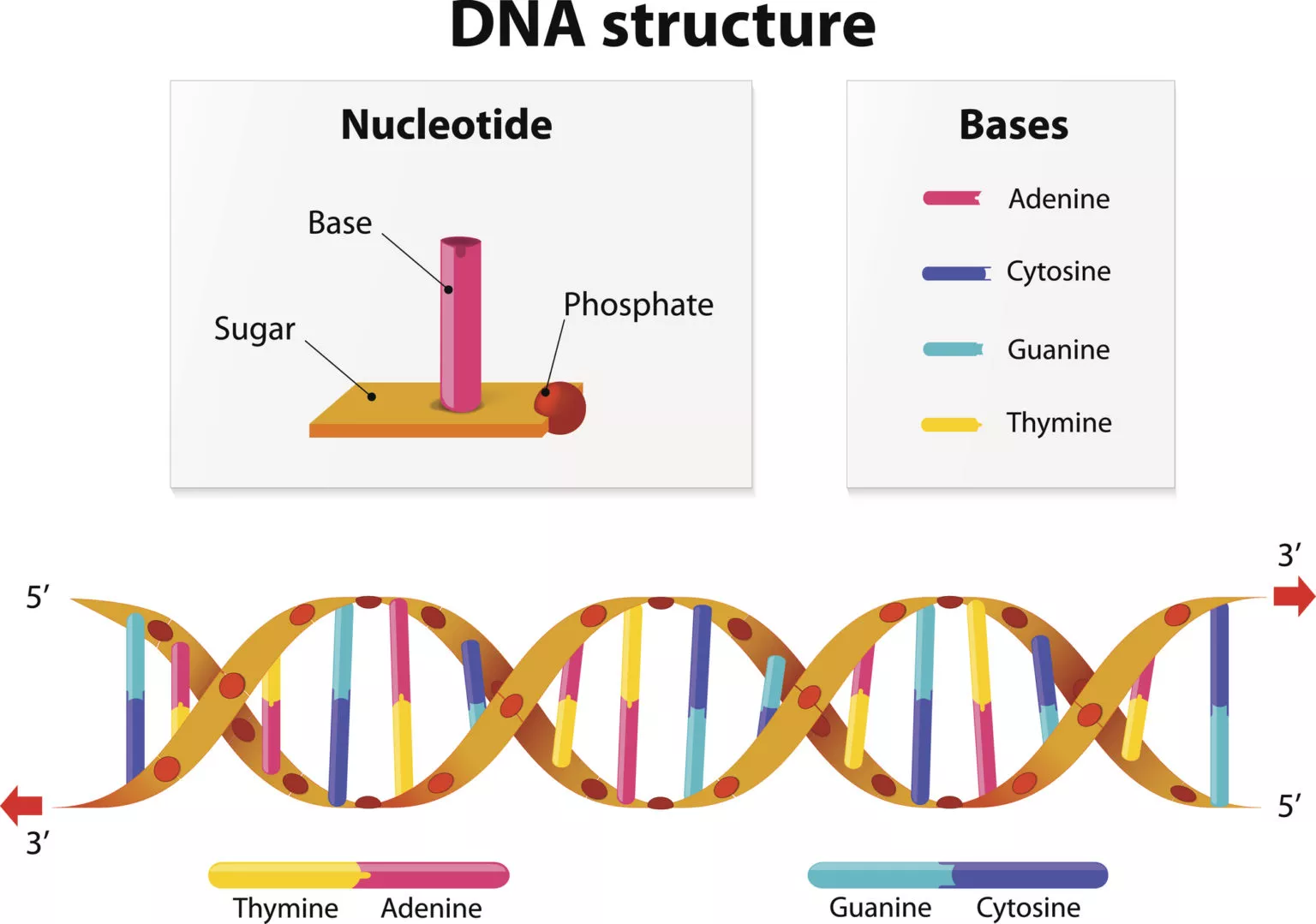 Genealogy Glossary Common Dna Terms Explained Myheritage Knowledge Base 8920